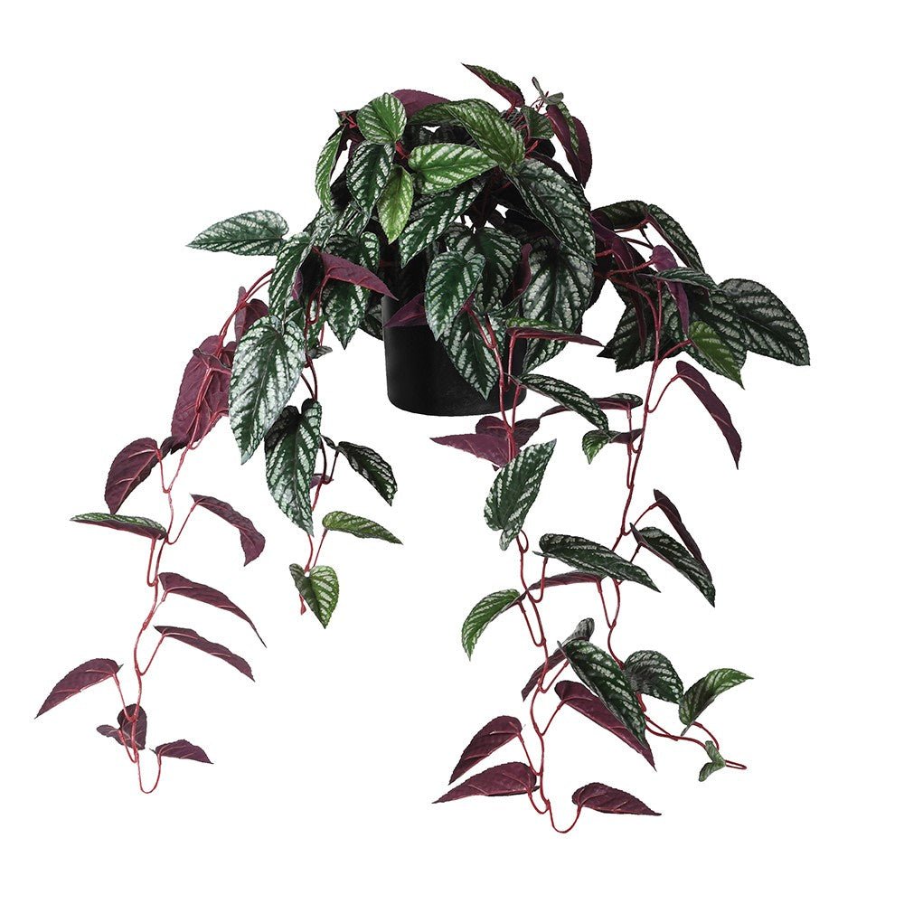 Variegated Burgundy Hanging Cissus Discolor Begonia