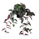 Variegated Burgundy Hanging Cissus Discolor Begonia