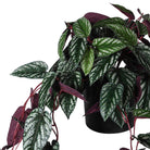 Variegated Burgundy Hanging Cissus Discolor Begonia