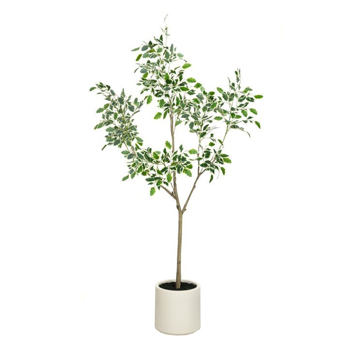 Variegated Ficus Tree