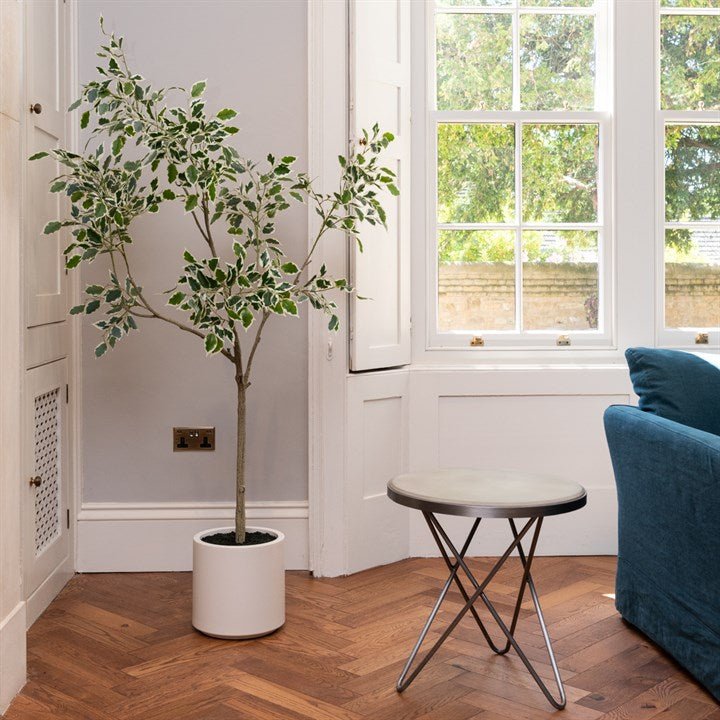 Variegated Ficus Tree