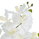 White Vanda Orchid Plant In Ceramic Pot - Angela Reed - 