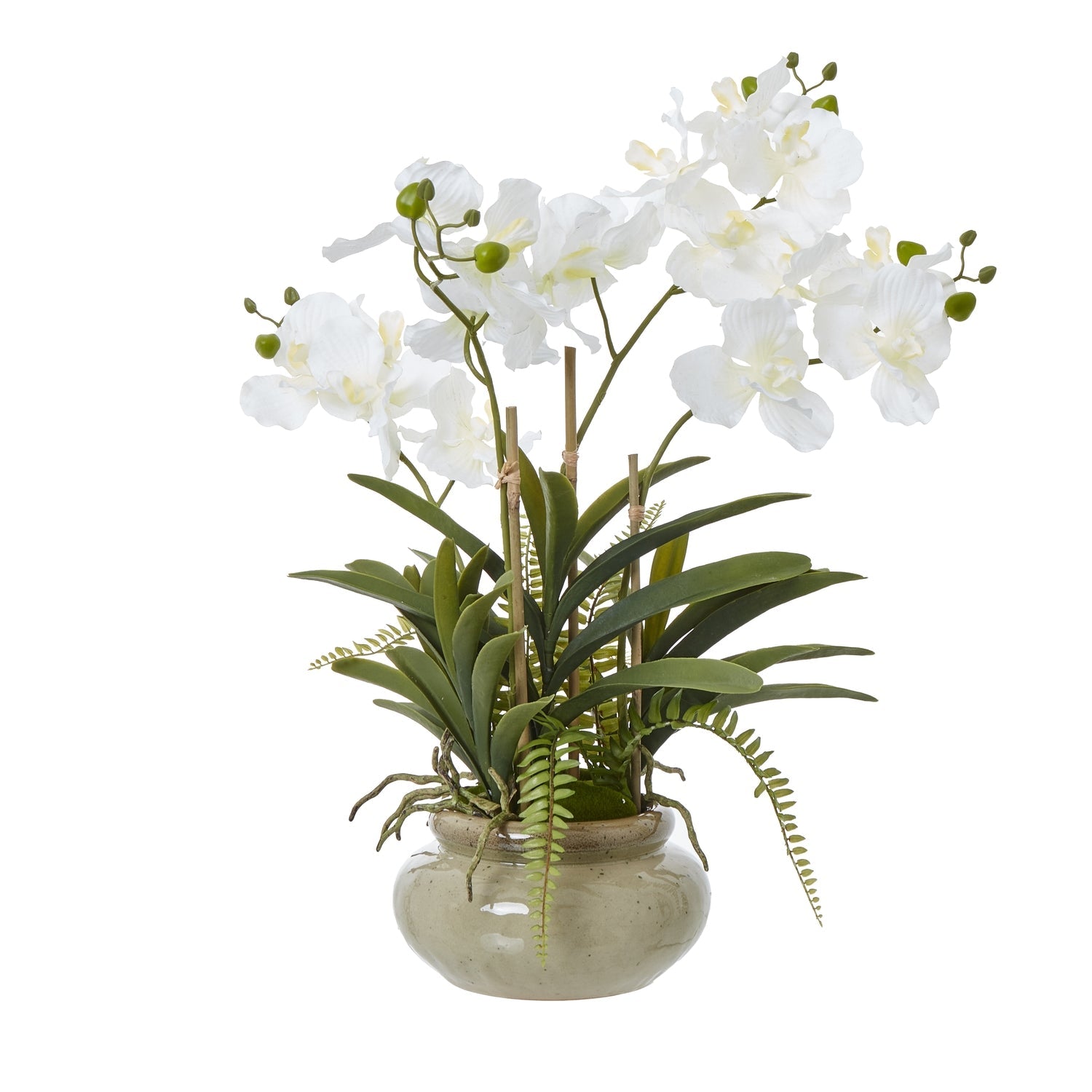 White Vanda Orchid Plant In Ceramic Pot - Angela Reed - 