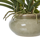 White Vanda Orchid Plant In Ceramic Pot - Angela Reed - 