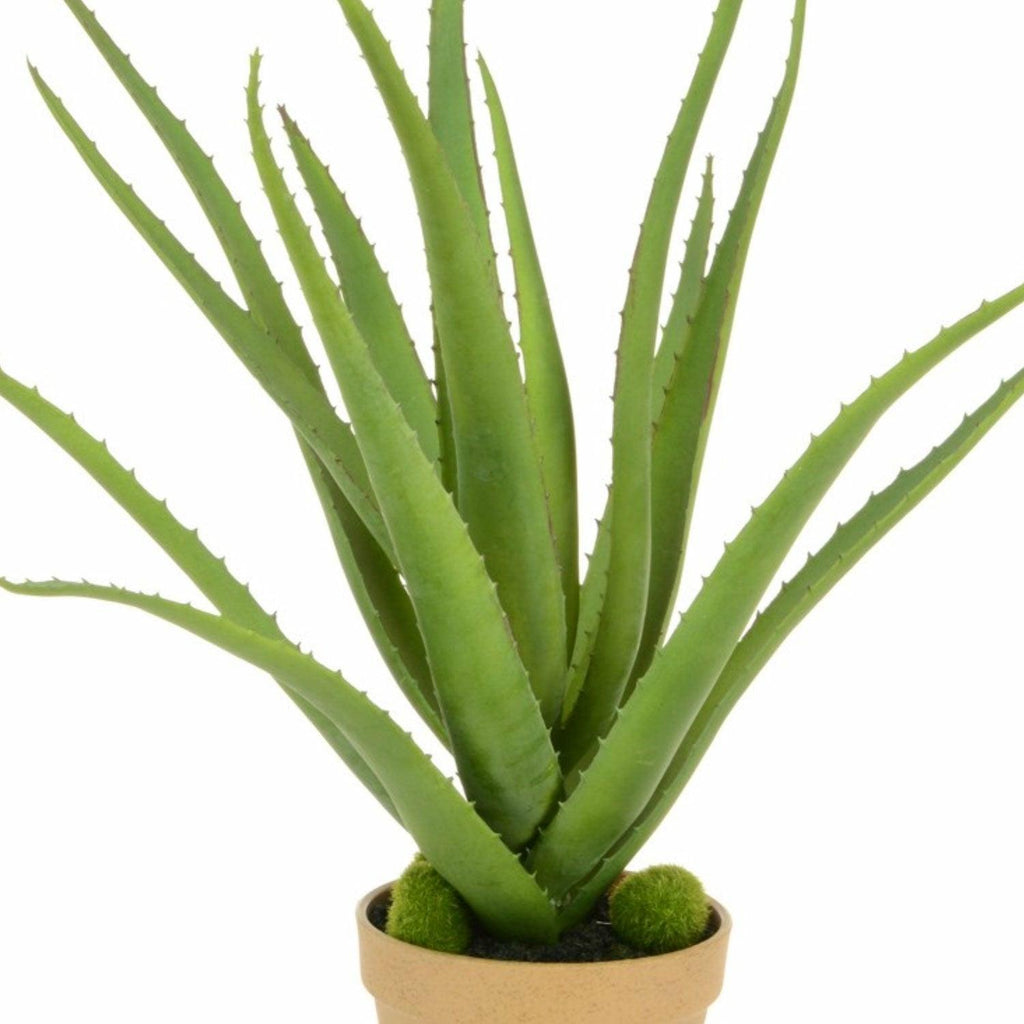 Aloe Plant in Terracotta Pot