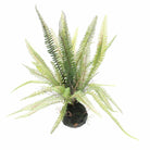 Boston Fern in Soil Ball