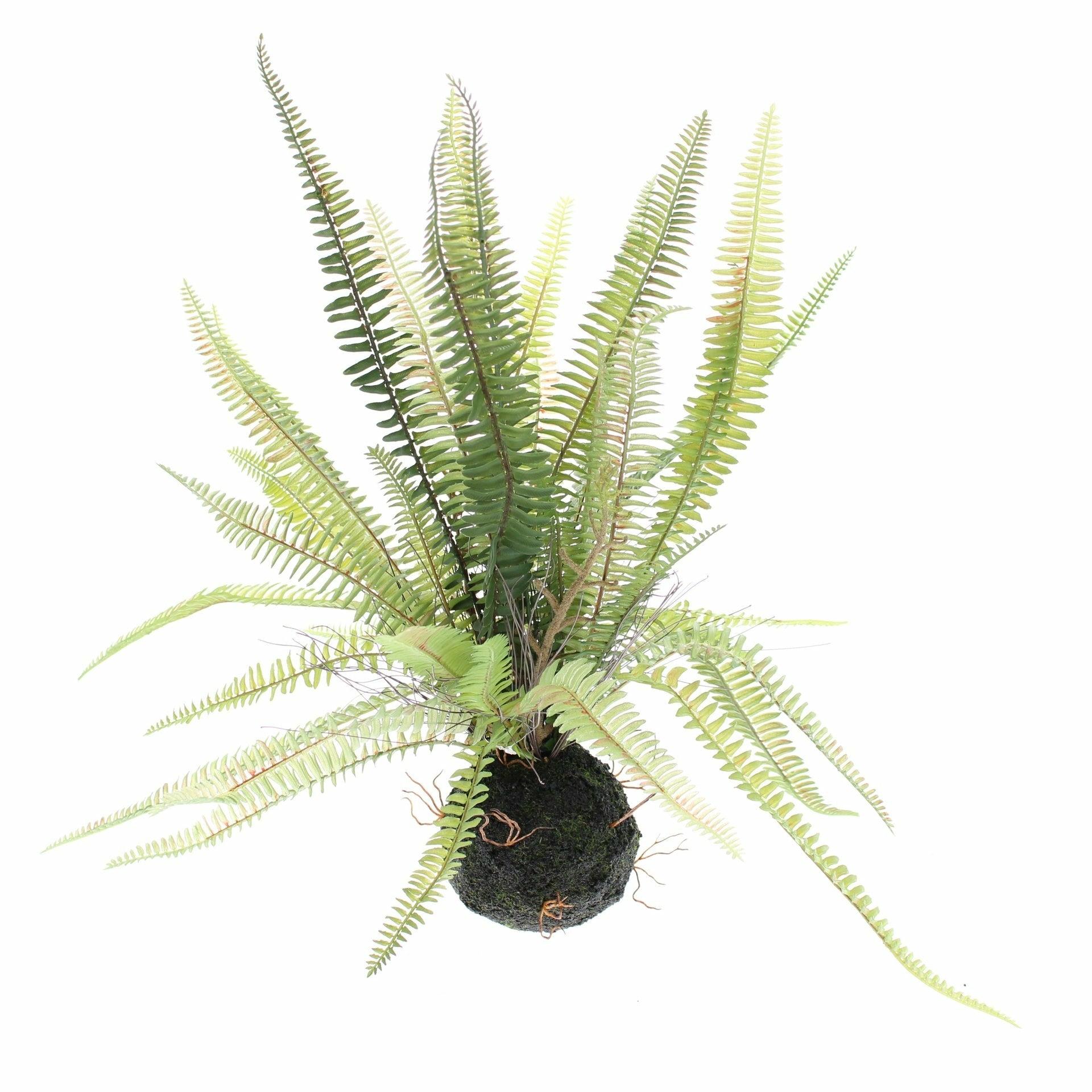 Boston Fern in Soil Ball