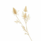 Eryngium, Bleached