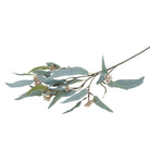 Eucalyptus Nicolii, Sage