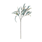 Eucalyptus Nicolii, Sage