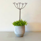 Flowering Cow Parsley Pot Stem