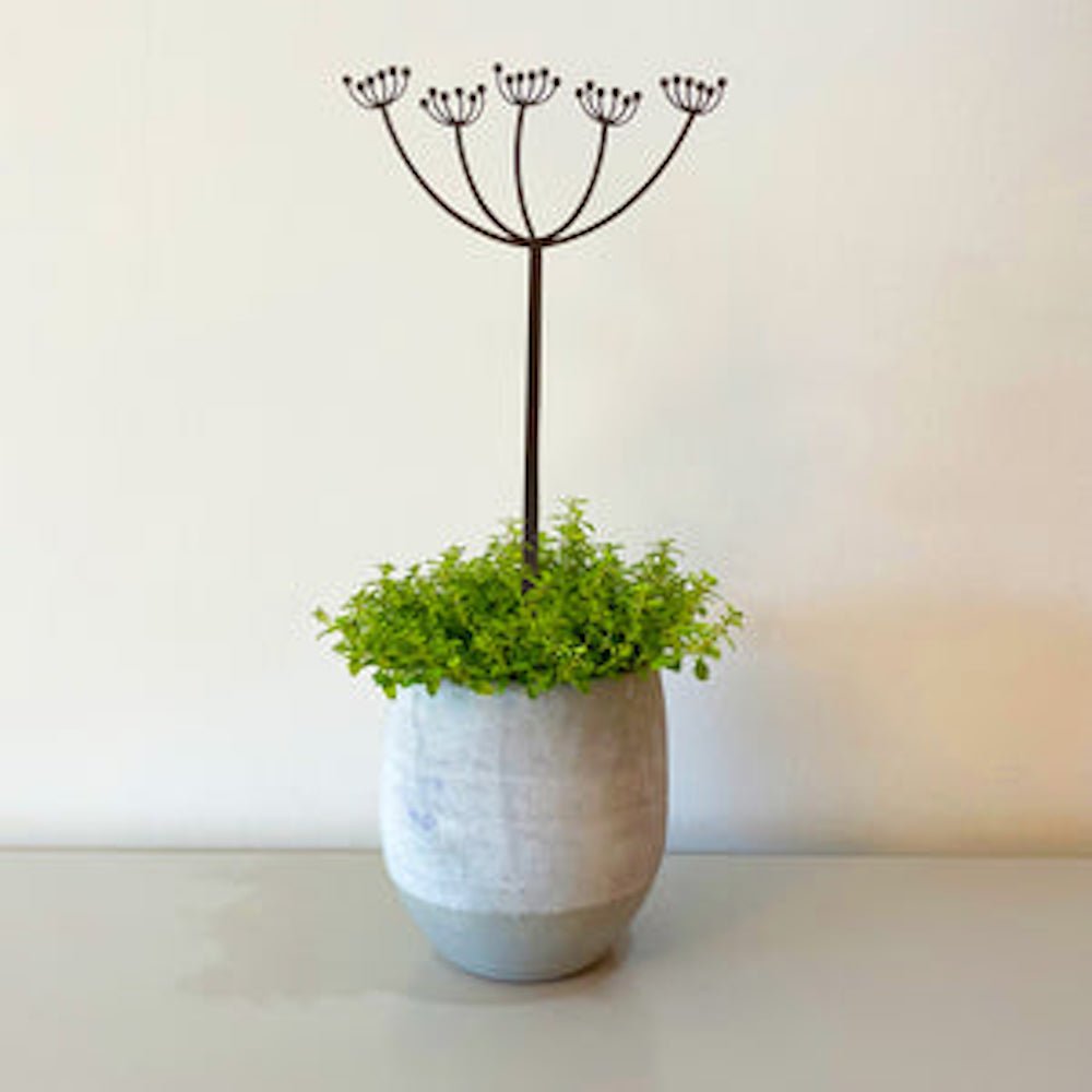 Flowering Cow Parsley Pot Stem - Angela Reed -