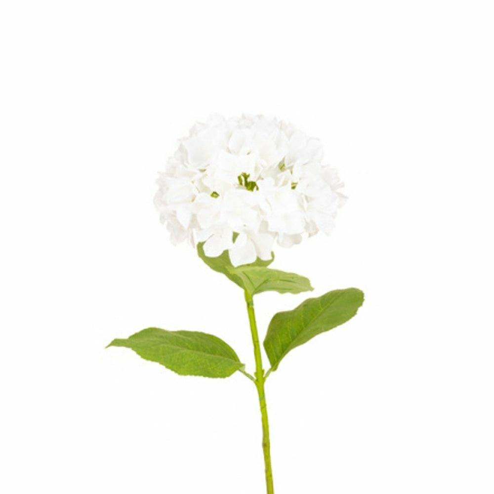 French Hydrangea, White