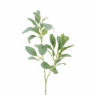 Lambs Ear Spray, Grey Green