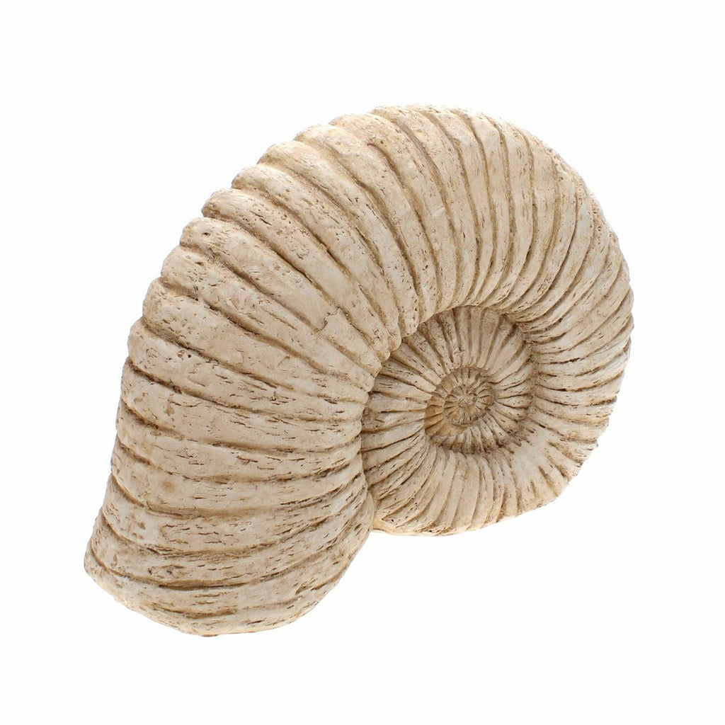 Large Ammonite Shell Decoration