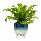 Large Blue Bohemian Glaze Planter