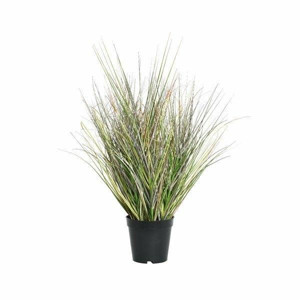 Large Grass in Pot