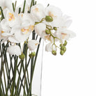 Large Phalaenopsis in Glass