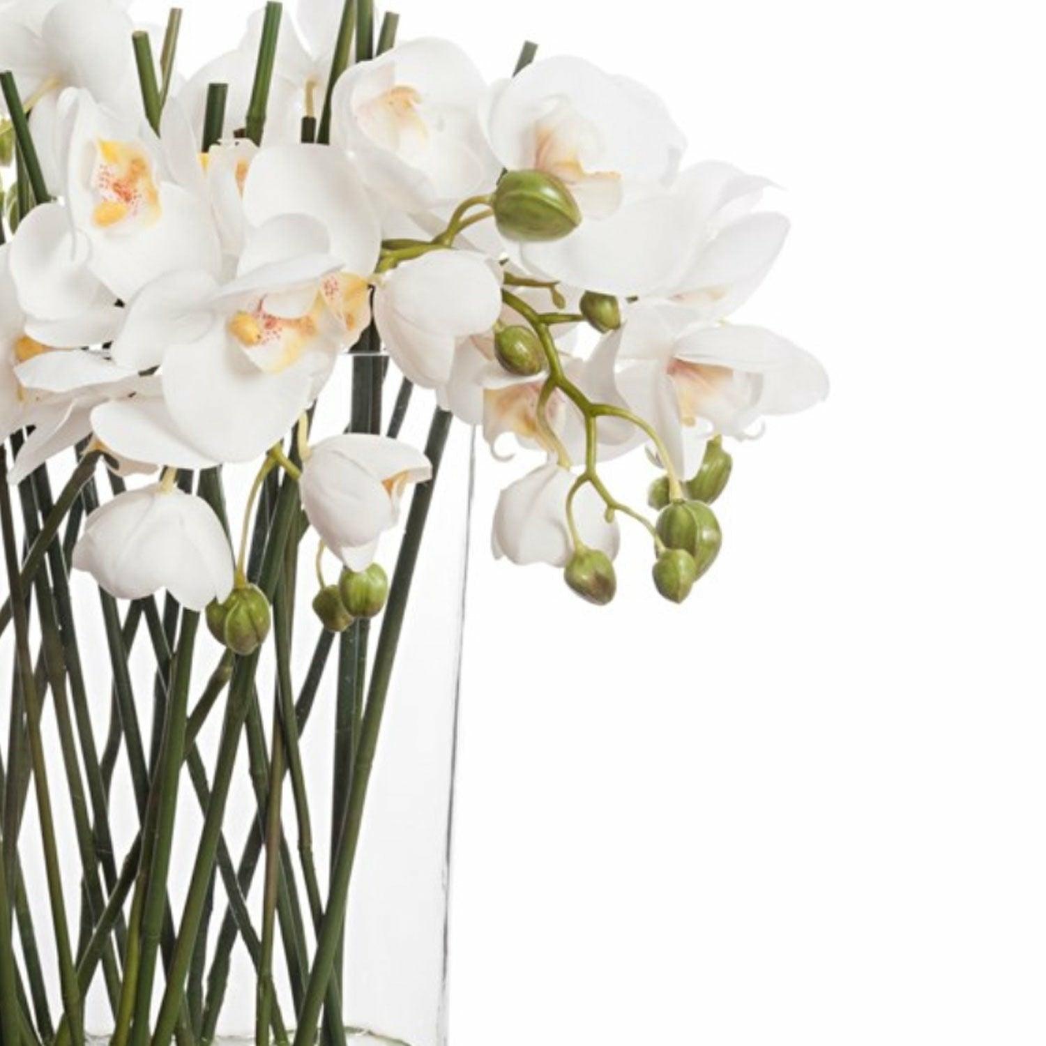 Large Phalaenopsis in Glass