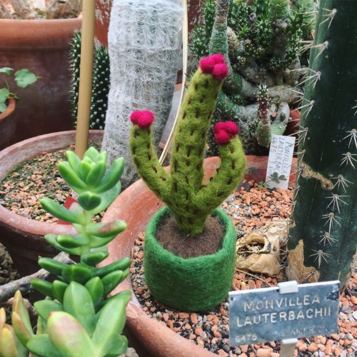 Mini Cactus Decorations, Assorted - Angela Reed -