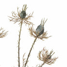 Nigella Demascena