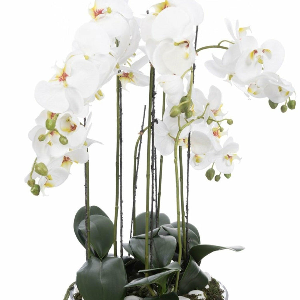 Phalaenopsis in Glass Bowl