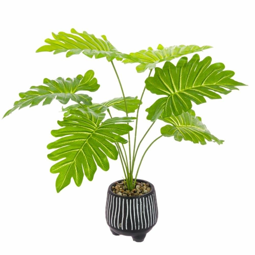 Philodendron in Black and White Pot