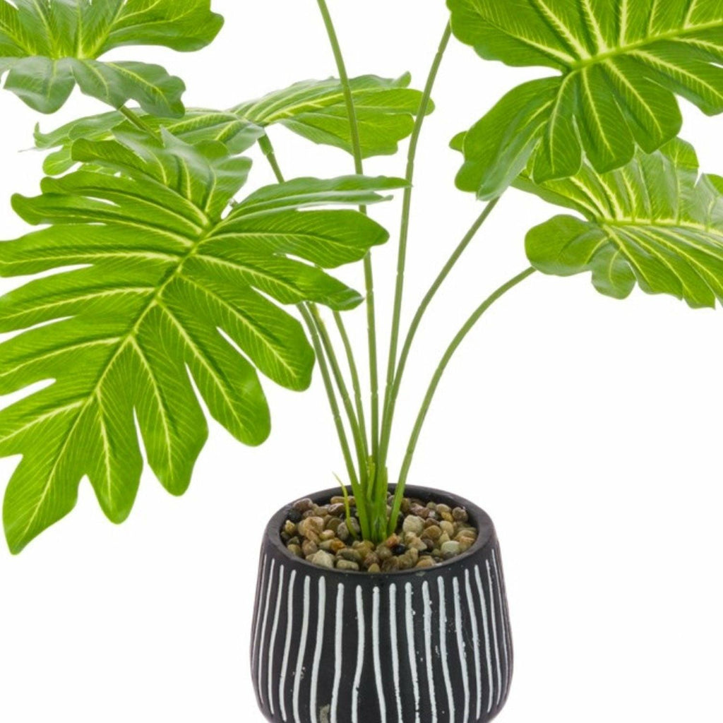 Philodendron in Black and White Pot