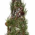 Pine Tree with Cones, Large