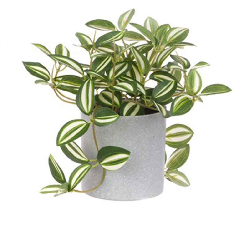Potted House Plants - Angela Reed -