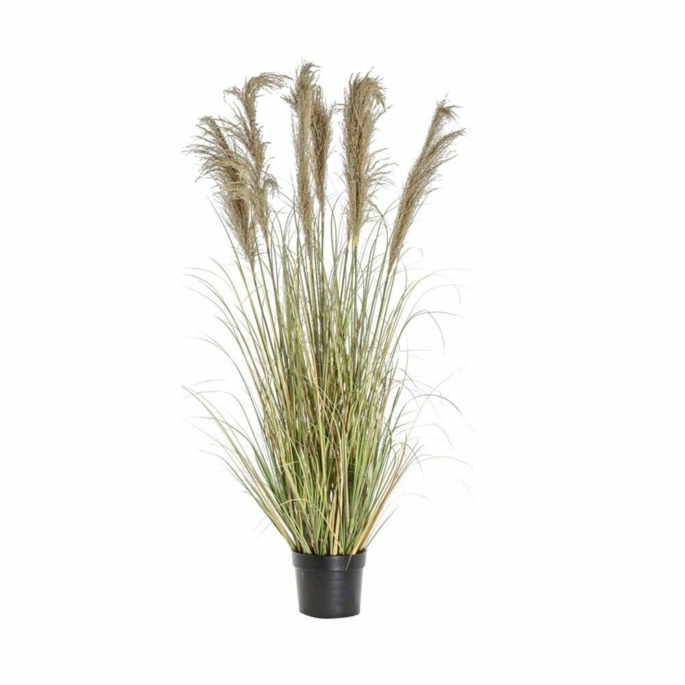 Potted Pampas With Grass, 120cm