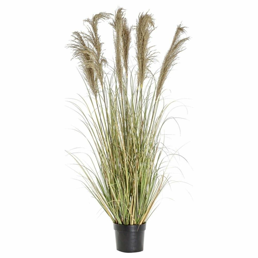 Potted Pampas With Grass, 145cm
