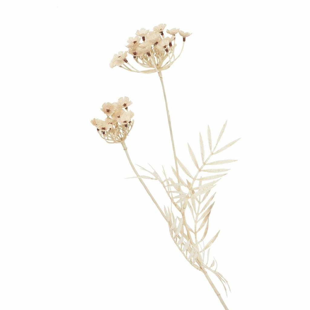 Queen Anne's Lace, Bleached