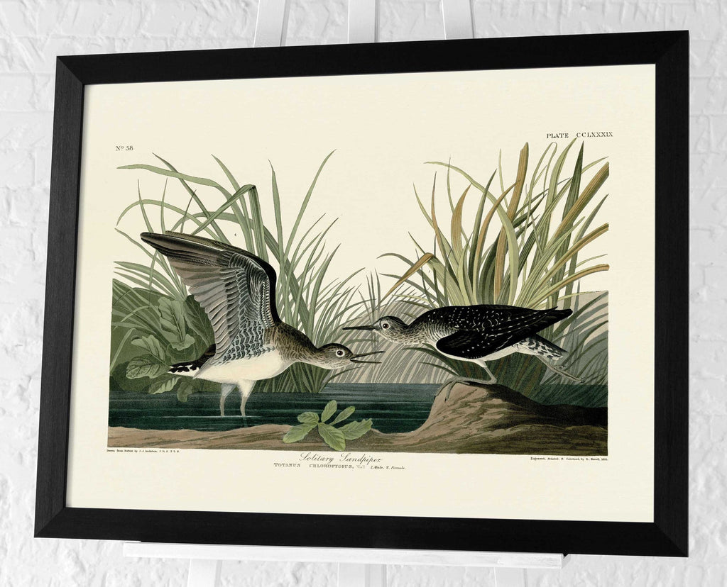 Solitary Sandpiper by John James Audubon - Angela Reed -