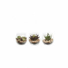 Succulent in a Glass Bowl, Assorted