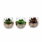 Succulent in a Glass Bowl, Assorted