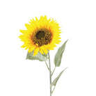 Sunflower, 71cm