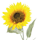 Sunflower, 71cm